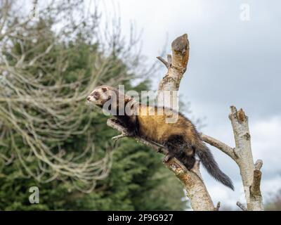 Captive polecat sitting on a branch Stock Photo