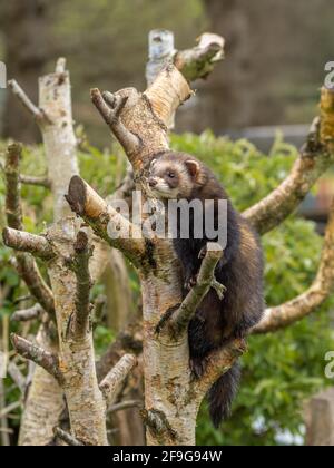 Captive polecat sitting on a branch Stock Photo