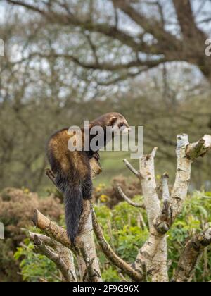 Captive polecat sitting on a branch Stock Photo