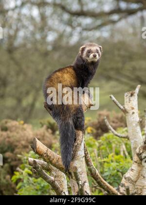 Captive polecat sitting on a branch Stock Photo