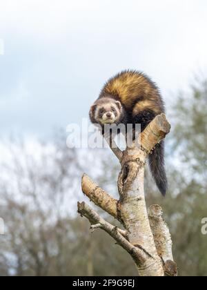 Captive polecat sitting on a branch Stock Photo