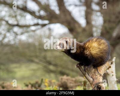 Captive polecat sitting on a branch Stock Photo