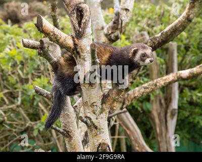 Captive polecat sitting on a branch Stock Photo