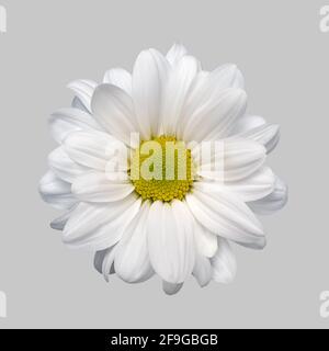 Isolated flower white aster chrysanthemum gerbera daisy on grey background close-up high quality. Macro of plant. Stock Photo