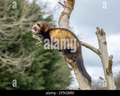 Captive polecat sitting on a branch Stock Photo