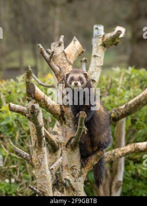 Captive polecat sitting on a branch Stock Photo