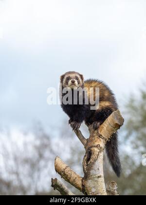 Captive polecat sitting on a branch Stock Photo