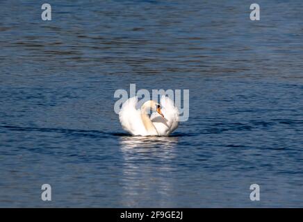 A graceful Mute Swan (Cygnus olor) Stock Photo