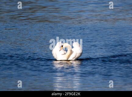 A graceful Mute Swan (Cygnus olor) Stock Photo