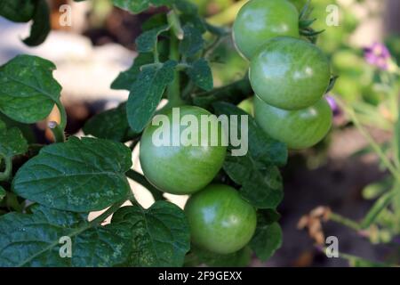 Baby green tomatoes on the vine. Stock Photo