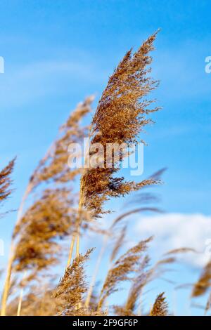 Common Reed (phragmites australis), close up of an old flower head of the grass, long gone to seed, shot in the spring against a blue sky. Stock Photo