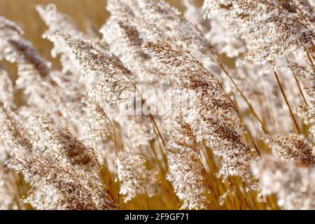 Common Reed (phragmites australis), back lit close up of several old flower heads of the grass, long gone to seed. Photographed in the spring. Stock Photo