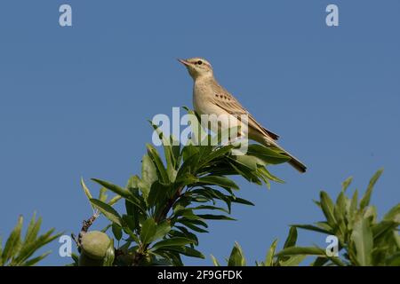 Tawny Pipit (Anthus campestris) perched on a branch Stock Photo
