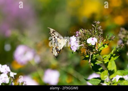 A giant swallowtail butterfly (Papilio cresphontes) balancing on light purple flowers with a blurred green garden background Stock Photo