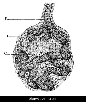 Sweat gland in human skin. Illustration of the 19th century. Germany. White background. Stock Photo