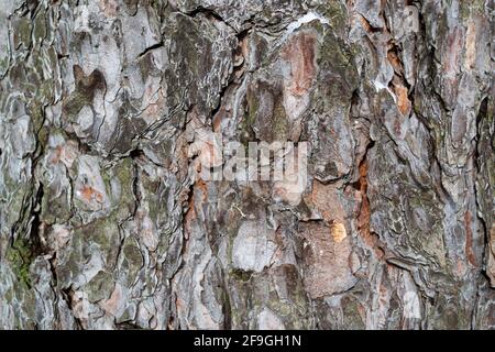 Tree bark texture. Abstract pattern. Natural background. Stock Photo