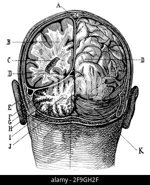 Skull: Location of the cerebrum and cerebellum in the cranial cavity. Illustration of the 19th century. Germany. White background. Stock Photo