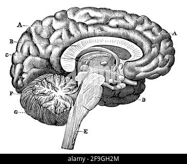 Vertical section of the brain through the two hemispheres. Illustration of the 19th century. Germany. White background. Stock Photo