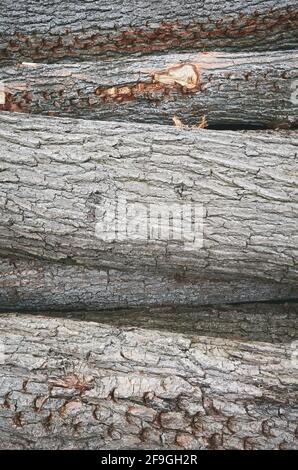Pine tree logs bark background, selective focus. Stock Photo