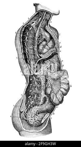 Great sympathetic and lung-gastric nerves. Illustration of the 19th century. Germany. White background. Stock Photo