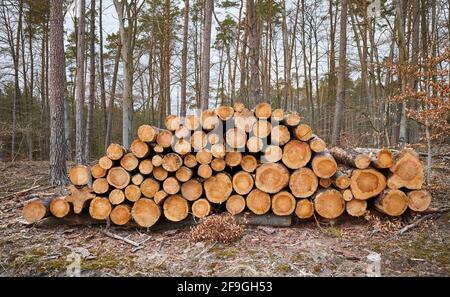 Felled pine tree logs in a forest. Stock Photo