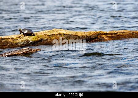 A small turtle, a wild midland painted turtle (Chrysemys picta marginata), is soaking up the sun where it rests on a log in the water. Stock Photo