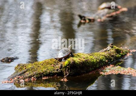 A midland painted turtle (Chrysemys picta marginata), is sunning itself on a mossy log in a swamp pond, its head out and looking back at the viewer cu Stock Photo