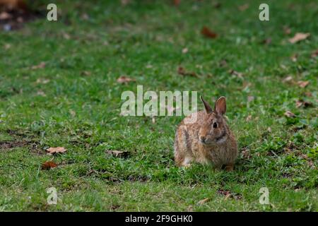 An eastern cottontail rabbit (Sylvilagus floridanus) sits in the grass in a suburban backyard. Stock Photo