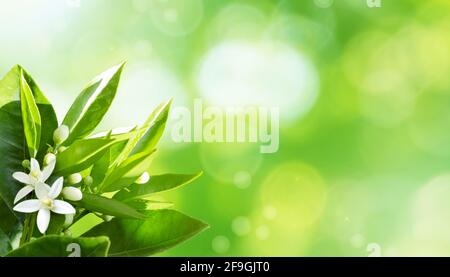 Orange white flowers in the corner of spring blurred sunny background. Citrus tree in bloom. Neroli blossom Stock Photo