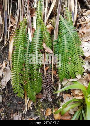 Struthiopteris spicant or Blechnum spicant, is a species of fern in the family Blechnaceae, known by the common names hard-fern or deer fern Stock Photo
