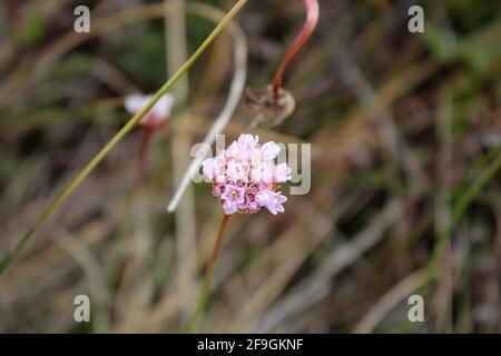 Four o'clock flower family, Nyctaginaceae. A very beautiful flower in close-up Stock Photo