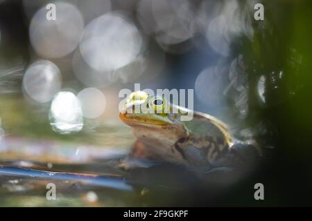 Pool frog (Pelophylax lessonae), sitting at the water's edge in the sun, Lower Saxony, Germany Stock Photo