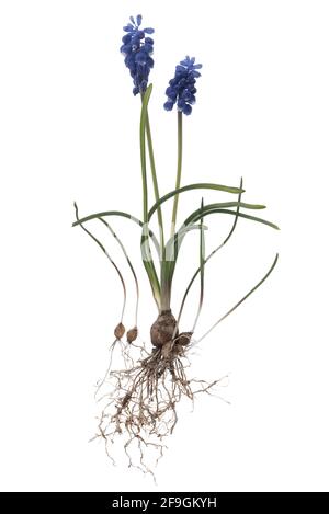 Grape hyacinths (Muscari) on white ground, Germany Stock Photo