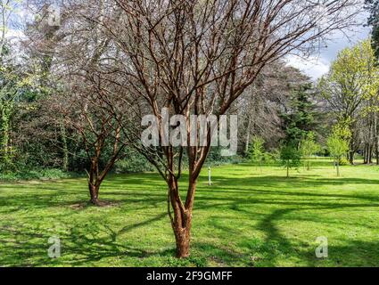 Acer Griseum. The chestnut brown bark of Acer Griseum a small spreading deciduous tree, seen here in a parkland setting. Stock Photo