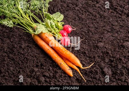 Yellow beets or carrots and radishes lie washed on the ground Stock Photo