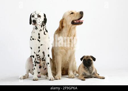 Dalmatian, Golden Retriever and Pug Stock Photo