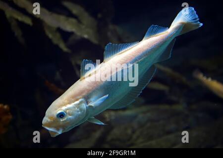 Coalfish, pollock, cabbagefish (Pollachius virens) in the Ozeaneum, Hanseatic City of Stralsund, Mecklenburg-Vorpommern, Germany Stock Photo