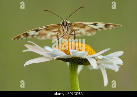 Marbled white (Melanargia galathea), Ox-eye daisy (Leucanthemum vulgare) North Rhine-Westphalia, Germany Stock Photo