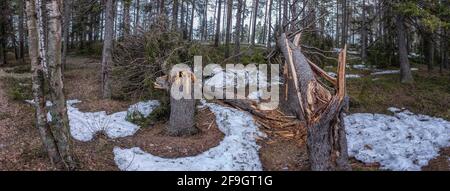 Wide panorama of two storm wind broken spruce trees laying next to each other in forest, Northern Scandinavia Stock Photo