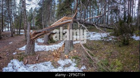 Two storm wind broken spruce trees laying next to each other in forest, Northern Scandinavia Stock Photo