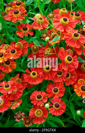 Sun Bride Ruby Dwarf ( Helenium spec Stock Photo - Alamy