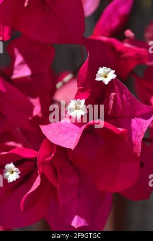 Bougainvillea Glabra Choisy, Nyctaginaceae, Paper-Flower, Pink White Flowers - Closeup taken in Andalusia, Spain Stock Photo