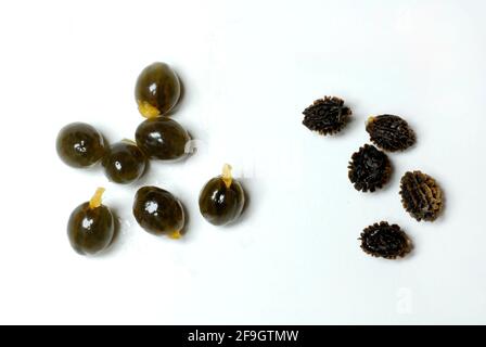Pawpaw (Carica papaya) seeds with and without skin, tree melon, papaya treewaxes, Caricaceae Stock Photo