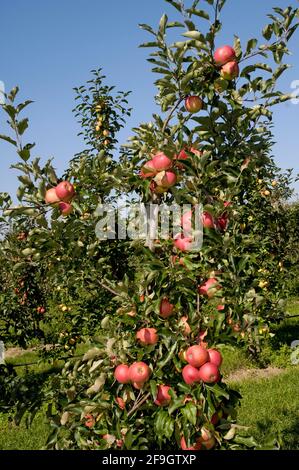 Apples on the tree Pitty Stock Photo