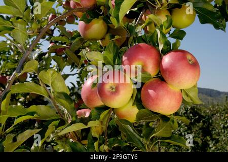 Apples on the tree Pitty Stock Photo