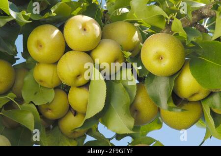 Asian pear Shinko, Asian pear (Pyrus pyrifolia) Stock Photo