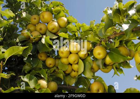 Asian Pear Shinko pear Shinko, Asian pear (Pyrus pyrifolia) Stock Photo