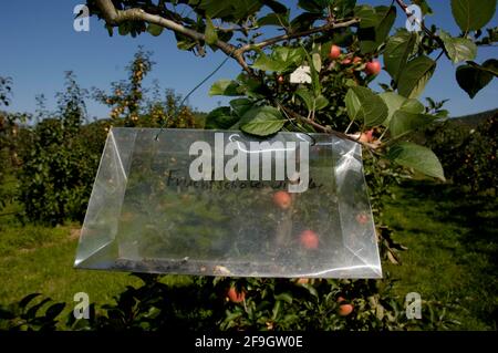 Insect trap in apple platation, insect trap for fruit peel moth (Adoxophyes orana) in apple orchard, Bavaria, Germany Stock Photo