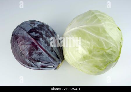 Red Cabbage and White cabbage (Brassica oleracea var. capitata f. alba), Blue Cabbage (Brassica oleracea var. rubra), indoor, Studio Stock Photo