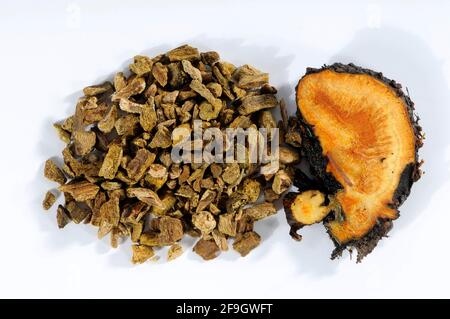 Dried (Rheum palmatum) and fresh rhubarb root, rhubarb, root Stock Photo